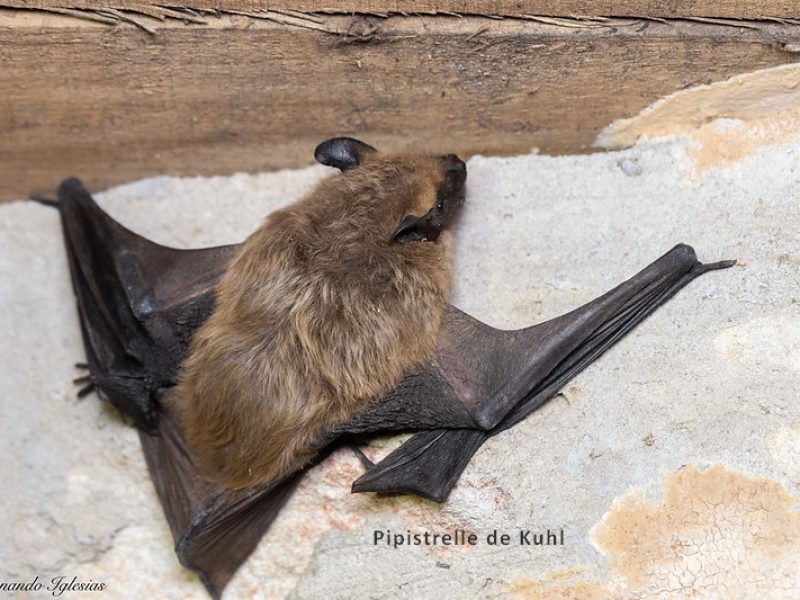 pipistrelle de kuhl
