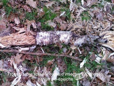 tronc arbre repas pic epeiche